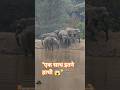 LIVE Sighting! हाथियों का बड़ा झुंड पानी पीते हुए | Jungle Safari India#elephant #indiansafari