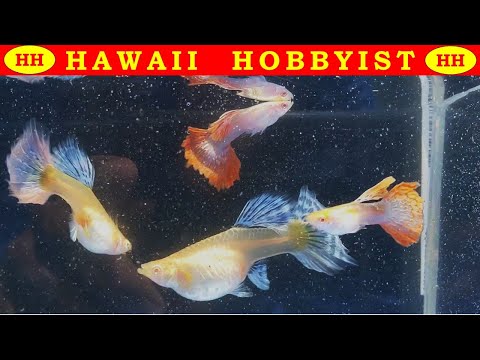 Video: Kaip Maitinti Guppy žuvis