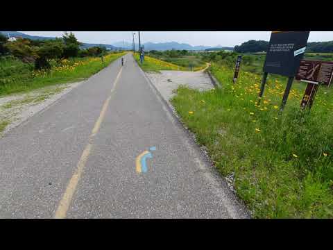 섬강 자전거길. 노랑꽃 원주 문막 자전거길 Korea bike riding 그냥봐