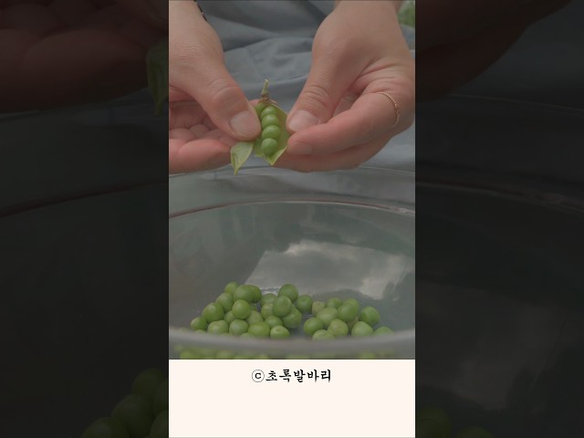 완두콩수확 솥밥해먹는 시골살이 #전원생활 #귀촌생활 #집밥 #5도2촌 #텃밭수확
