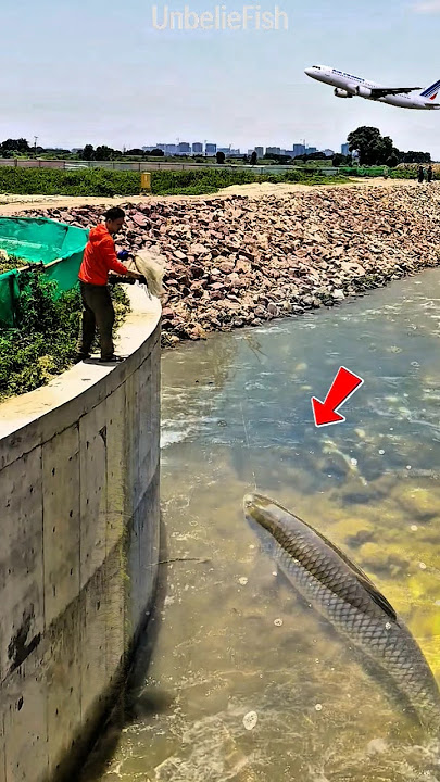 Almost Got It‼️ This Giant Fish That Lives in the Lake Has Escaped #shorts #fishing #fish