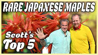 450 Trees on Half an Acre! Scott’s Top 5 Japanese Maples in Georgia