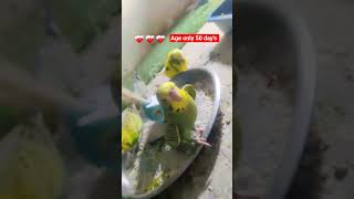 show bajis check #birds #parrot #budgies #lovebirds