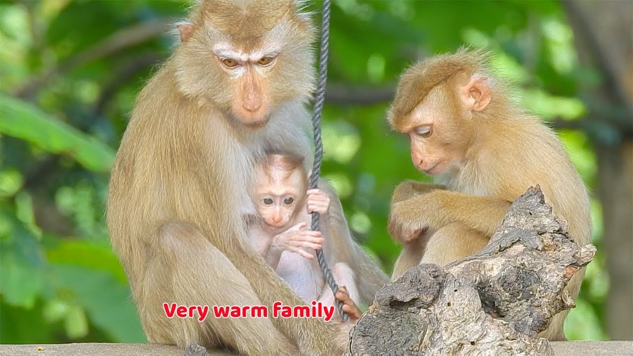 baby monkey crying for milk Very beautiful family Marina - Mama marina still groom her big child with baby Marita