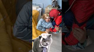 Clever Cat Acts Fast To Save Woman!⚡ #funnycat #catmemes #trending