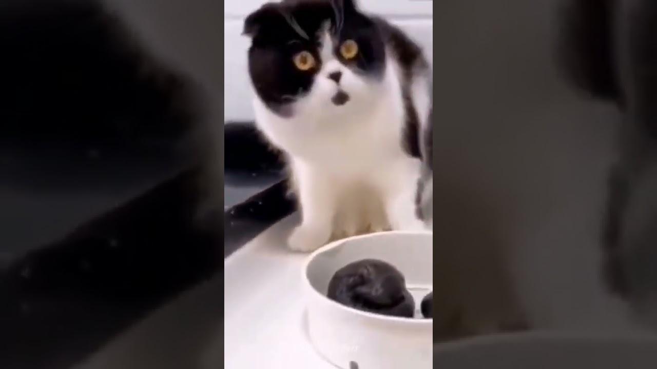 CAT SHOCKED AFTER SAW IT'S FOOD | 😱😱 