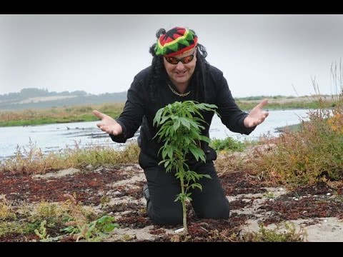 Видео марихуана курят девушки курение марихуаны на давление
