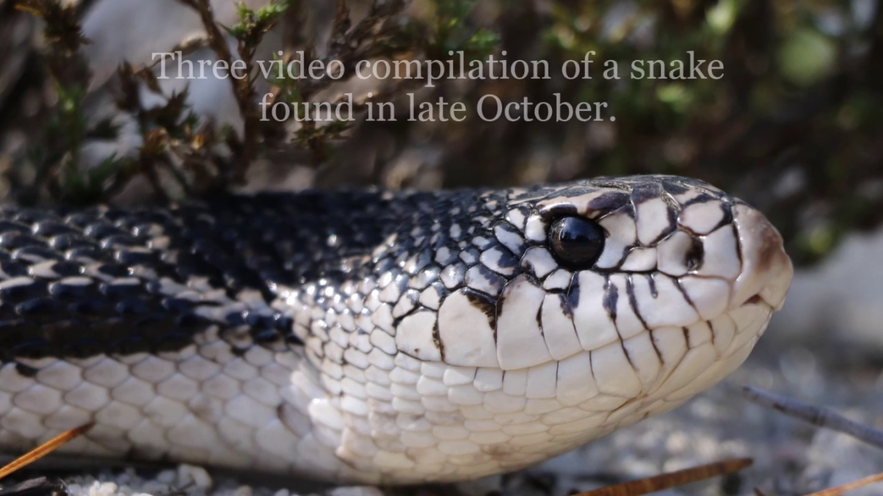 Herping the New Jersey Pine Barrens, Northern Pinesnake - YouTube