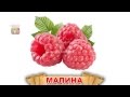 Изучаем слова. Ягоды. Обучающее видео для детей.