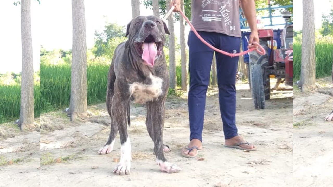 Top Quality Bully Kutta Puppies For Sale YouTube