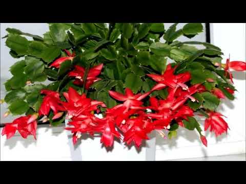 Видео: Decembrists - кактусын гэр бүлийн ер бусын үзэсгэлэнтэй цэцэгс