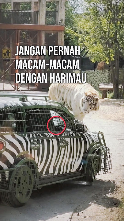 Never get out of the car even if the tiger looks calm 💀