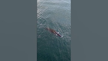 Cá voi dài hơn 10 m xuất hiện săn mồi gần bờ biển Quy Nhơn