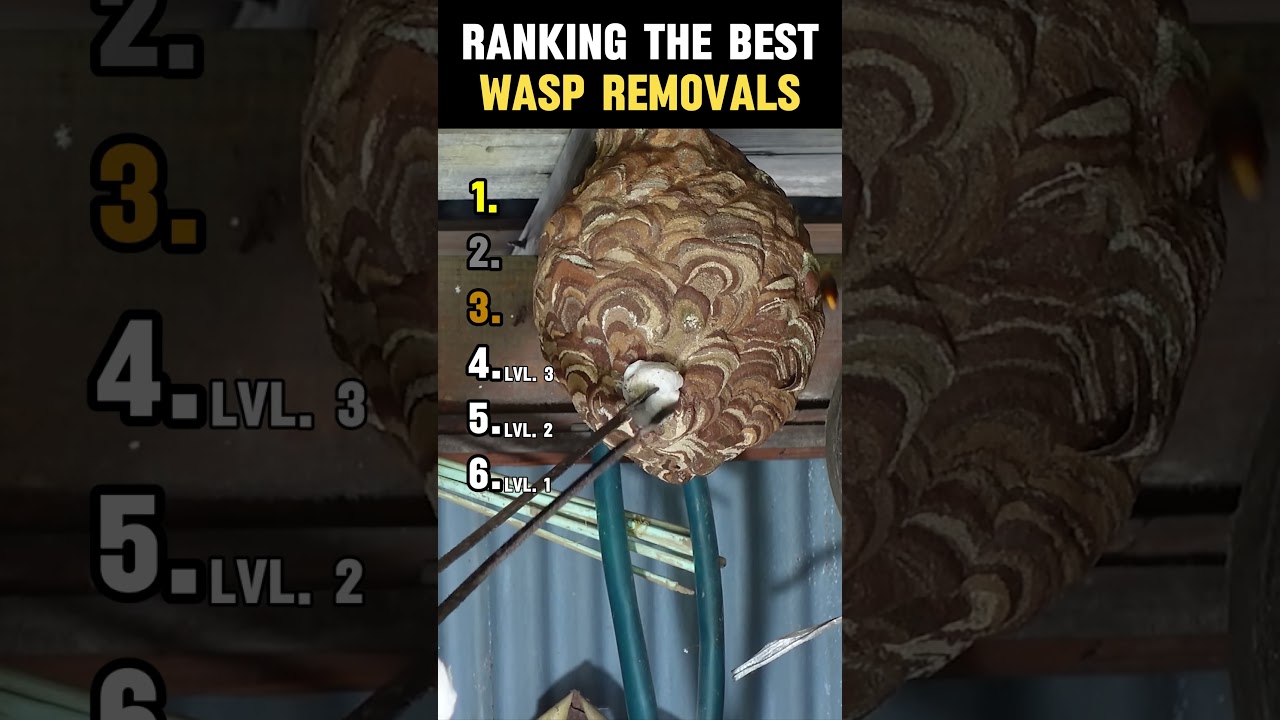 RANKING THE BEST WASP REMOVALS