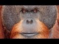 Center For Great Apes - Sanctuary Spotlight