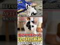 深夜の車の下で震えていた子猫、3ヶ月後の奇跡の姿 #感動猫動画 #保護猫