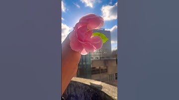 #egzonibrahimi #سورة_الإخلاص #ikhlas #اكسبلور #travel #love #flowers #viralvideo