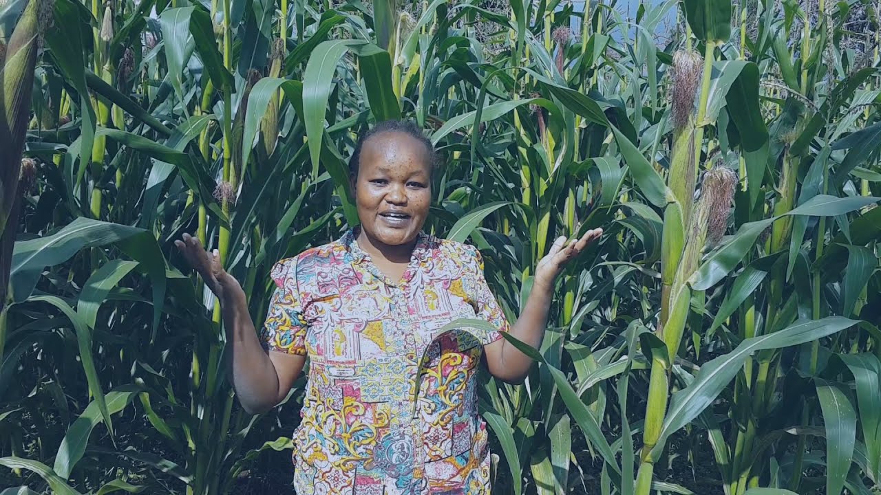 TUTORIAL ON HOW TO PLANT AND REAP MAIZE