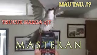 Burung Trucuk Harga 2Juta an