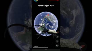 I Found The World's Largest Beetle On Google Earth #trendingshorts #shortsvideo #viralshorts