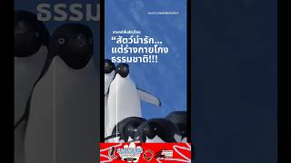 ความลับเพนกวินที่โรงเรียนไม่เคยสอน!! #สัตว์ #animals #เพนกวิ้น #สัตว์โลกน่ารัก #ไทย