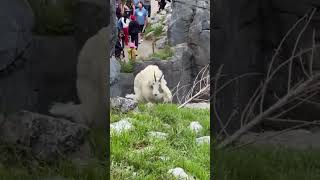 Rocky Mountain Goat Zoomies