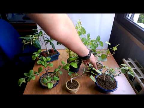 BONSAI-PIANTE IN COLTIVAZIONE,DA SEME E TALEA