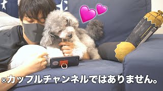 🐶犬とアラサー独身男がイチャイチャしてるだけの動画です。【トイプードル】