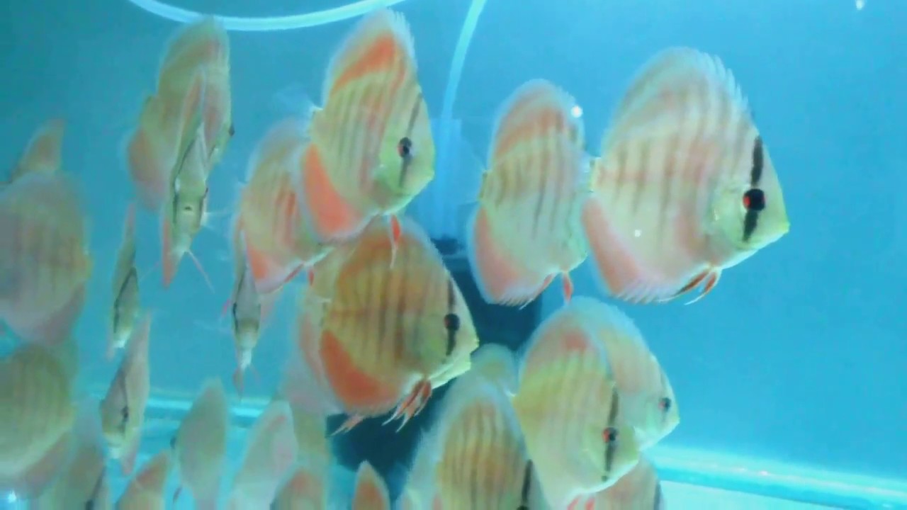 Red Cover Discus Fish Blue Rim 3" 50 piece YouTube
