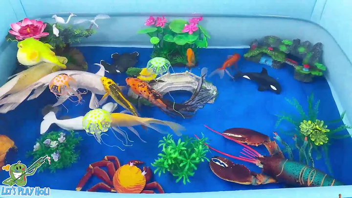 Let's explore what fish and sea creatures there are:sharks,jellyfish#goldfish#animals#viral videos