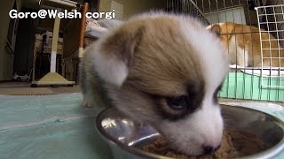 20141025 Part 2 cute puppy eats baby food / コーギー子犬 離乳食 welsh corgi pembroke