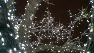 Famous Spectacular Lit-Up Oak Tree Could Soon Go Dark Profile