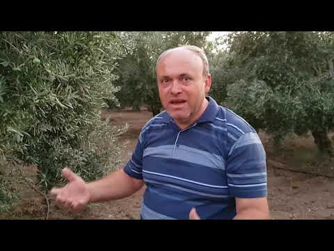 Video: Kiraz Ağacı Sulama Rehberi - Kiraz Ağaçlarını Sulamak İçin İpuçları