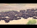 2013 Custer State Park Buffalo Roundup