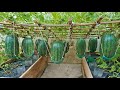Worlds most expensive watermelon growing watermelon hanging hammock on the bed for sweet fruit