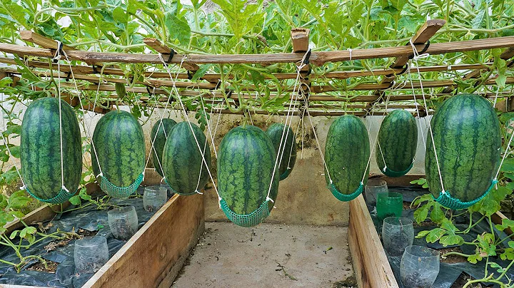 World's Most Expensive Watermelon, Growing watermelon hanging hammock on the bed for sweet fruit - DayDayNews