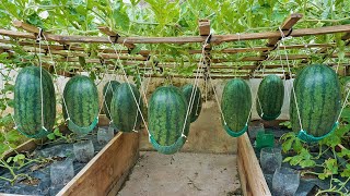 World's Most Expensive Watermelon, Growing watermelon hanging hammock on the bed for sweet fruit