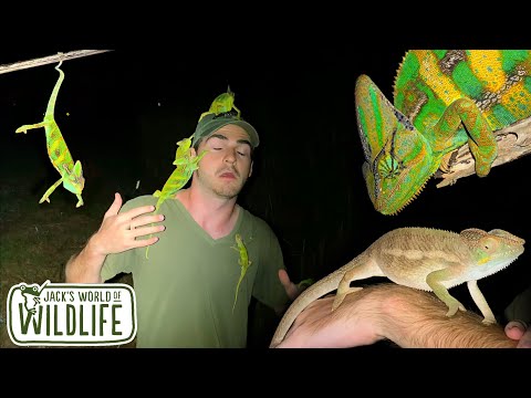 PANTHER CHAMELEONS and MORE in Central Florida!