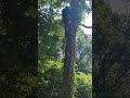 @Pulliamtreetrimming I am tied off into another tree. mushy!