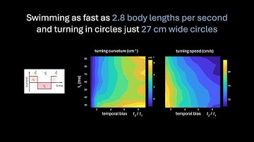 BlueGuppy: tunable kinematics enables maneuverability in a minimalist fish-like robot