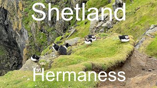 Shetland - Hermaness - Puffins galore