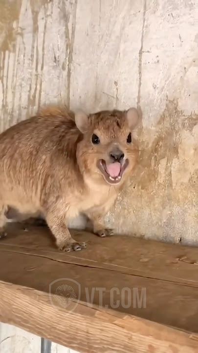 Why Is He Screaming At Me? 😡🤯