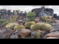 Lanzarote. Islas Canarias.30 de Mayo día de Canarias. Fabiola Socas. Seguidillas de Lanzarote