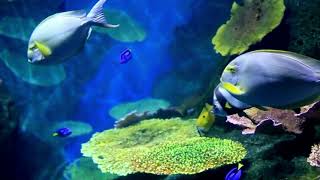 Best Sea Life Aquarium | Coral Reef Aquarium Video | Stress Relief for Sleeping