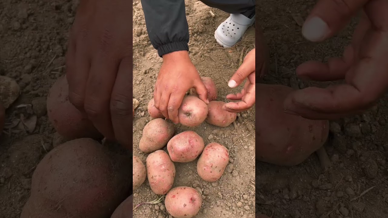 Green Revolution 2.0: Modern Farming Mastery