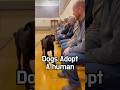 🐾🔥 Shelter dogs know when they’ve found their person #animal #dog #adoption