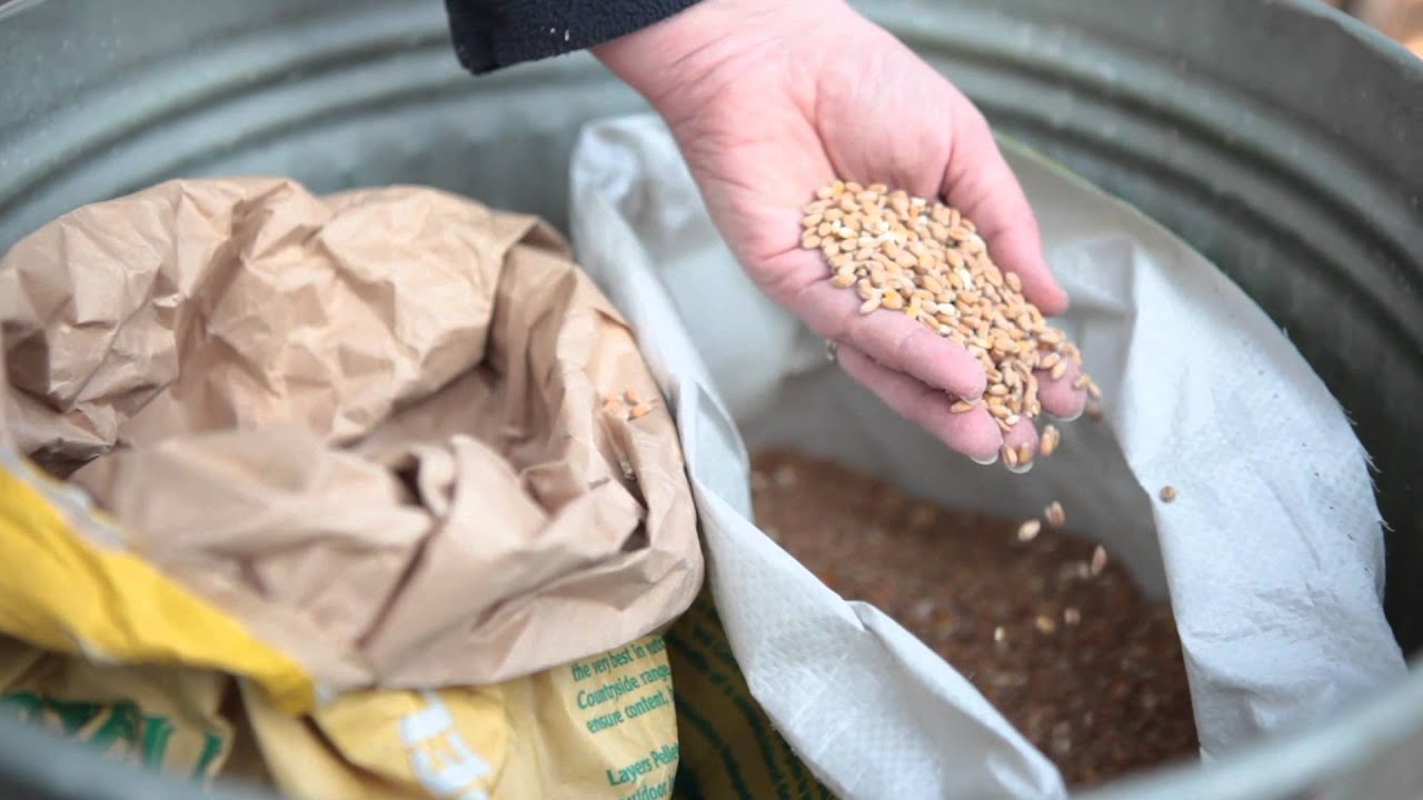 Hen Corner - 10 Top Tips #4 Feeding Your Chickens