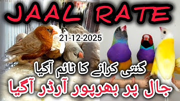 Jaal Rate 21-12-2025 | Birds Prices in Pakistan | Lalukhet Birds Market | Cheapest Birds Market