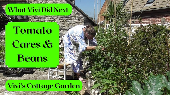 Vivi's Cottage Garden: Tomato Cares & Beans