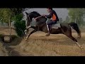 Marwari horse riding horsejumping marwarihorse shortshorts